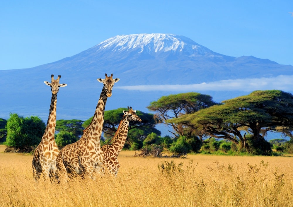Experience the Wonders of Africa