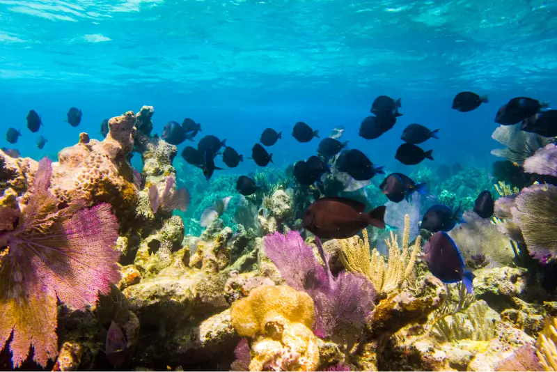 Uncover a Playground of Turquoise Waters