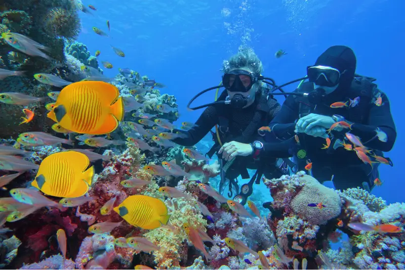 See Beauty Above and Below the Sea