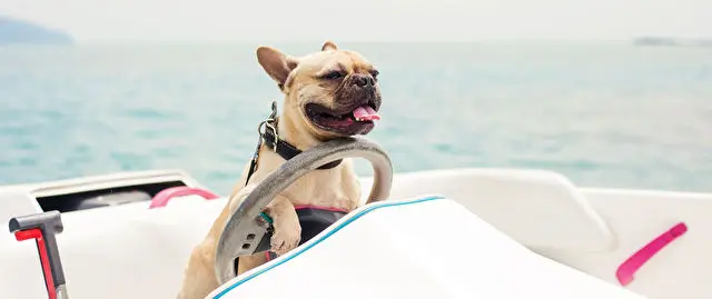 6 Bucket List Adventures for you and your pooch!