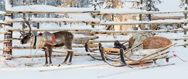 Staff Educational: Santa's Lapland