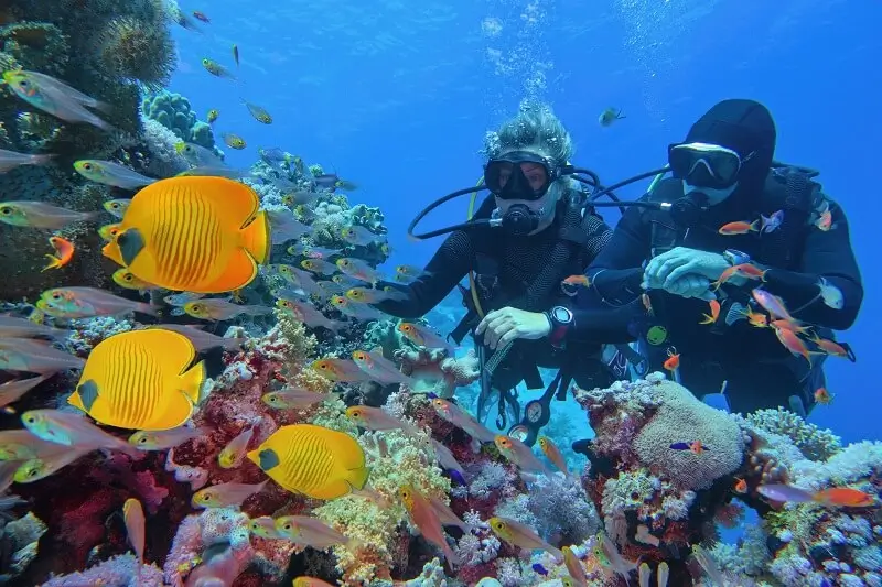 Dive into an Underwater Wonderland