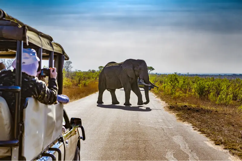 Savour the Joys of a Safari