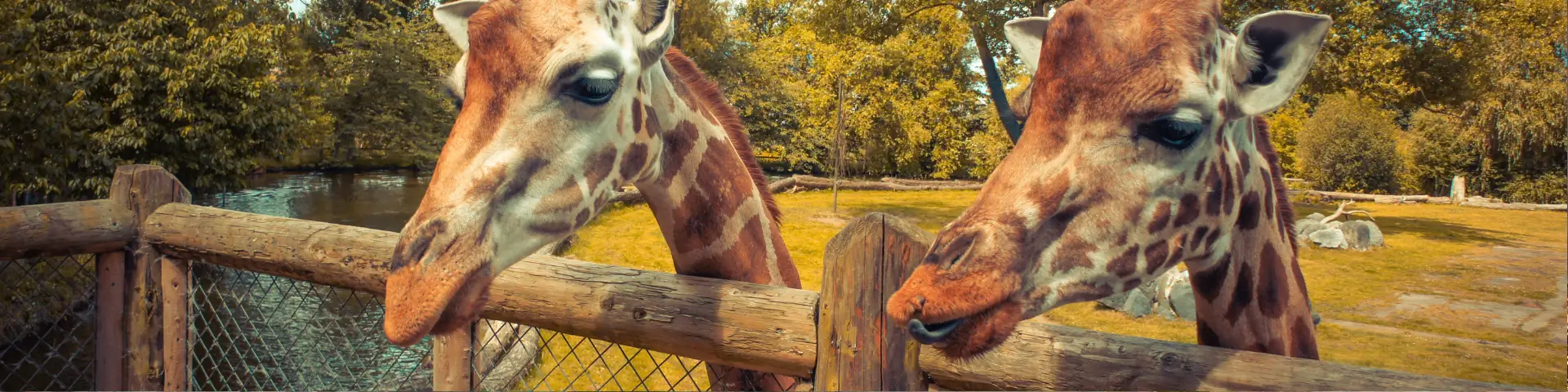 Alton Towers & Chester Zoo