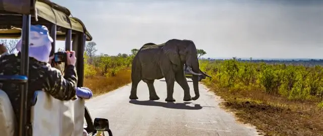 African Elephant