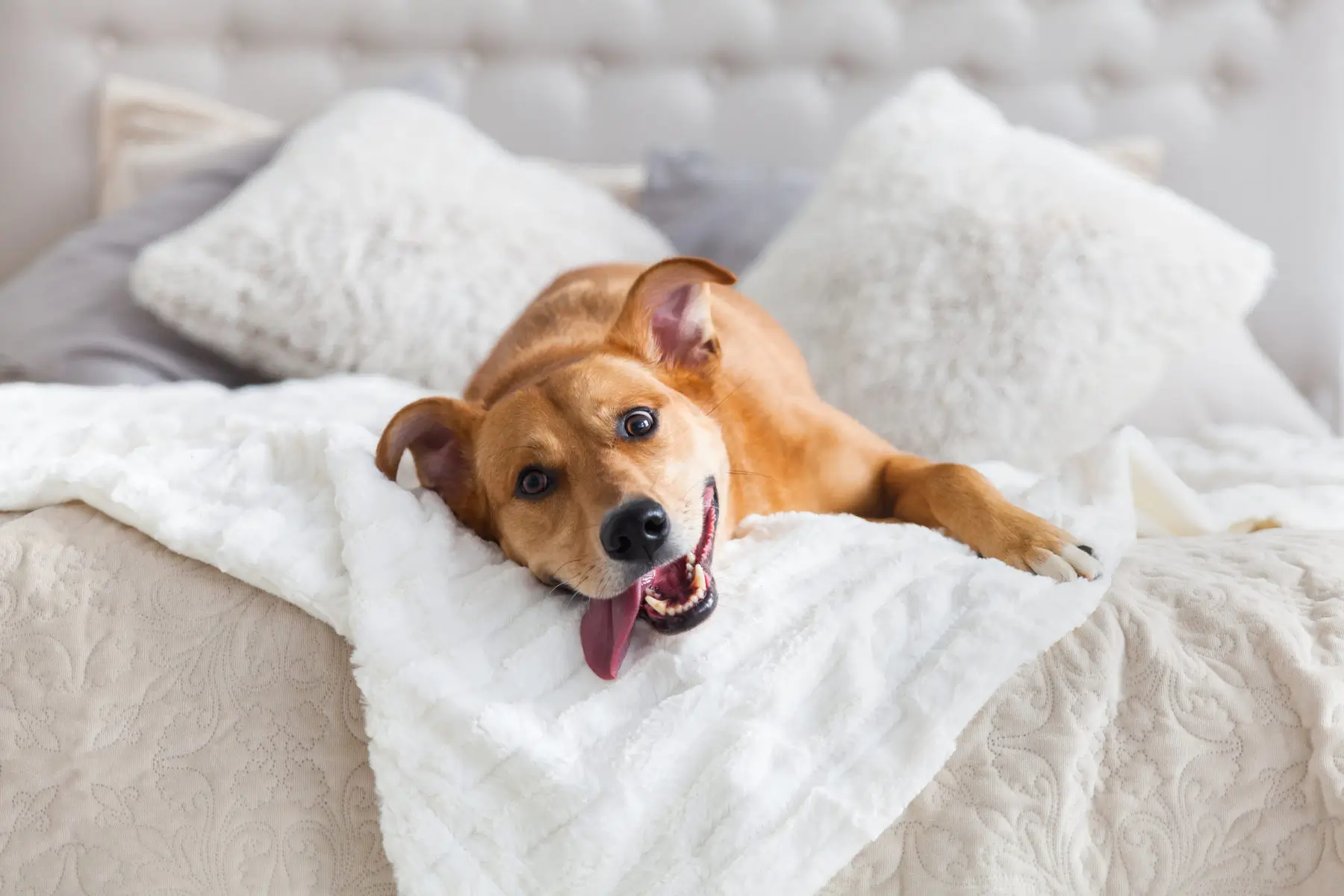 Stay in a Dog-Friendly Hotel