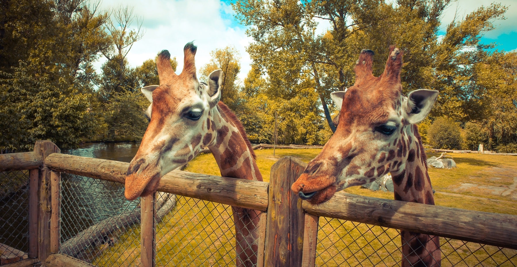 Alton Towers & Chester Zoo