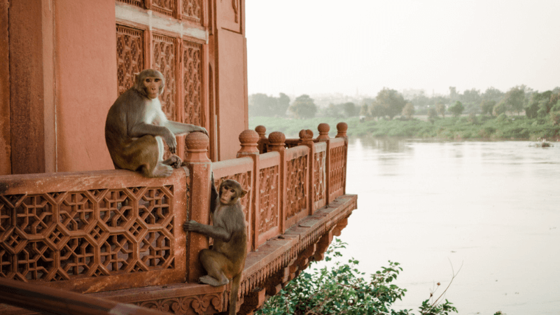 Monkeys at the Taj Mahal