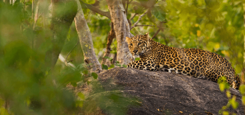The Wild Wonders of India: A Titan Safari Adventure