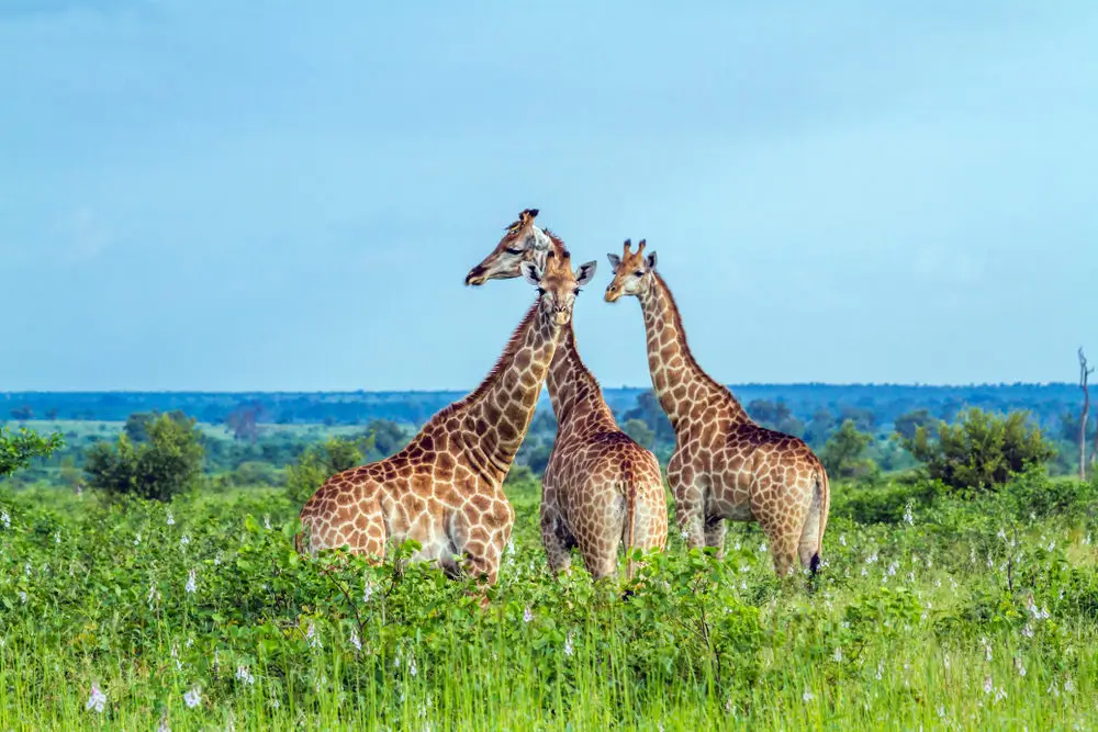 On Safari in Kruger National Park