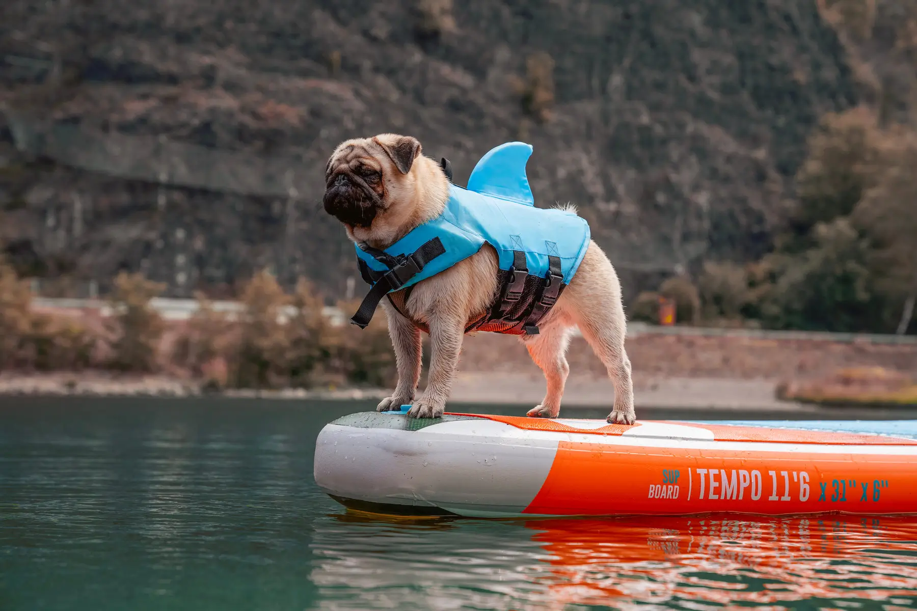 Try a Doggie-Friendly Watersport