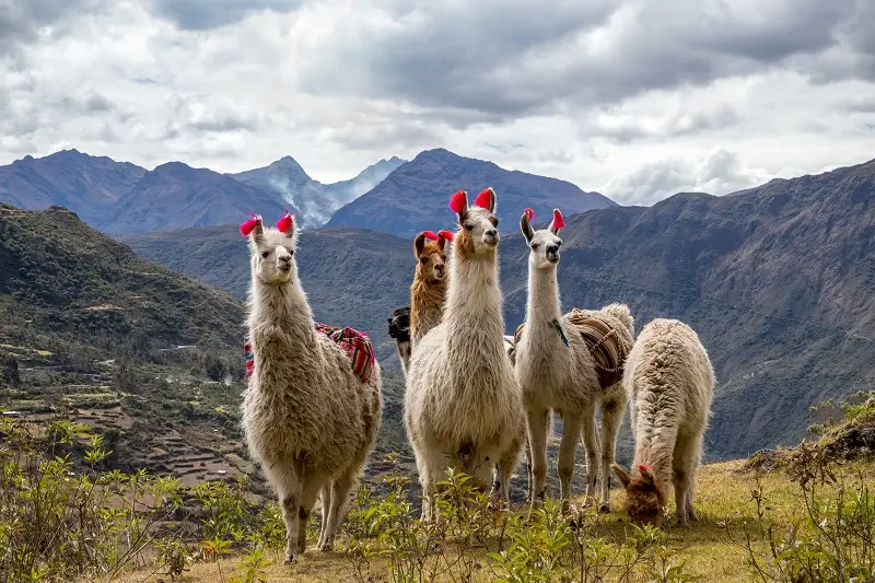 Would you love to visit Peru?