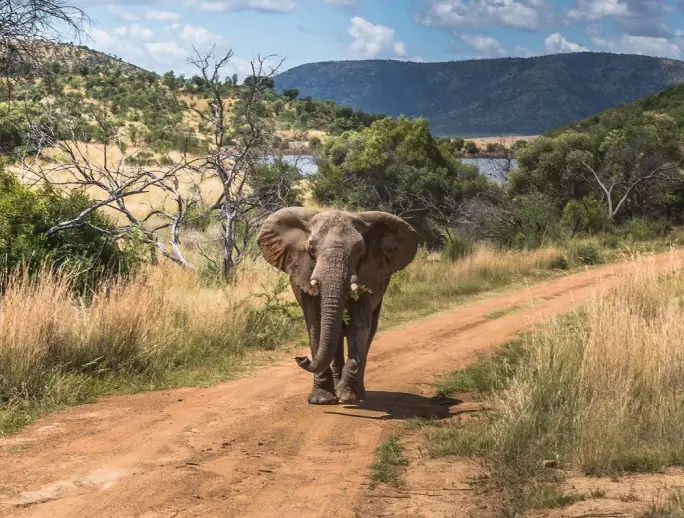 On Safari in South Africa - Elephant Lodge