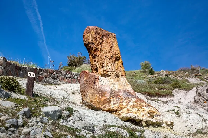 Visit the Petrified Forest