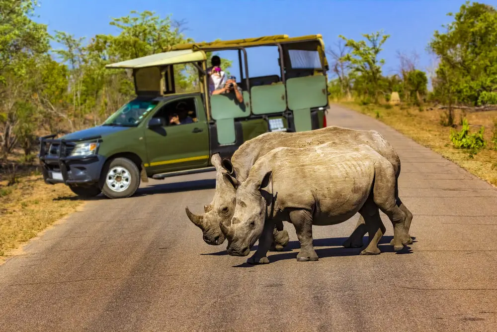 On Safari in Kruger National Park