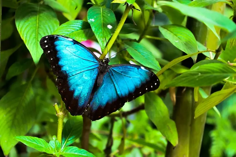 Visit the Butterfly Park