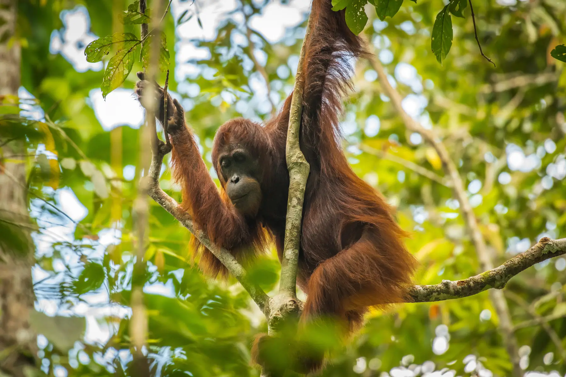 Borneo’s Orangutans