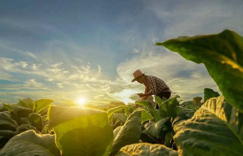 See Cuba’s Natural Beauty and Tobacco Fields